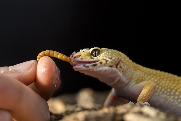 small lizard eating insect