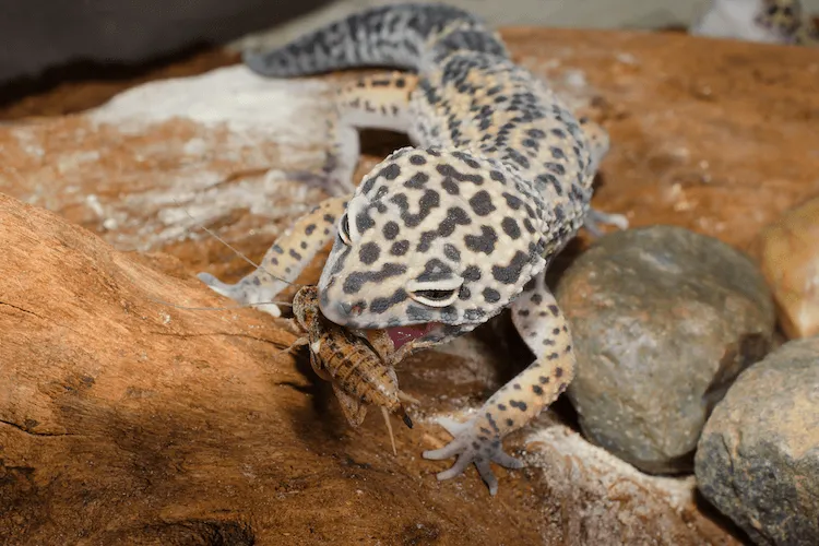 What can I feed my pet gecko?
