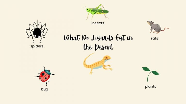 What Do Lizards Eat in the Desert
