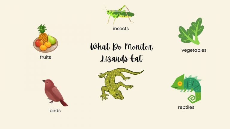 What Do Monitor Lizards Eat
