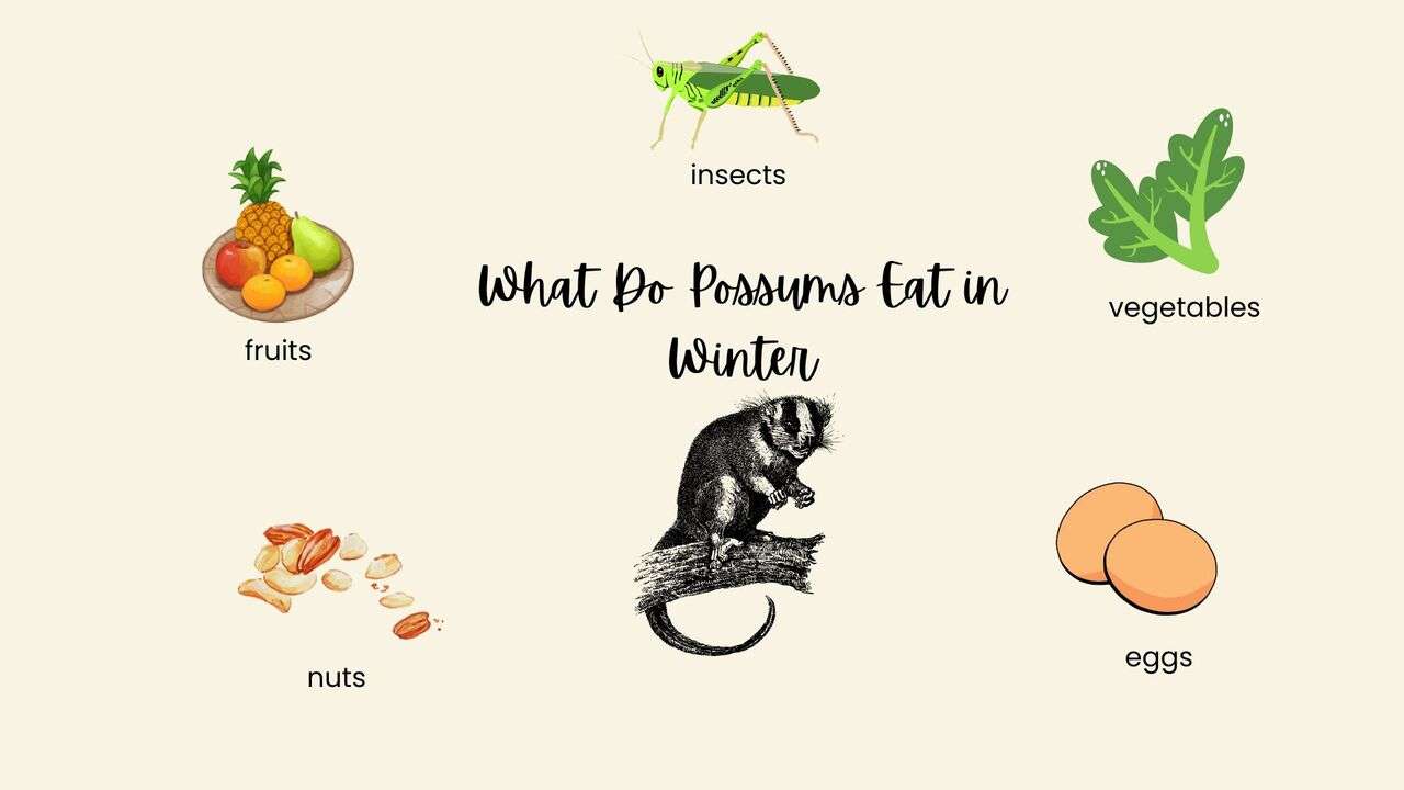 What Do Possums Eat in Winter [Possum's Winter Food Habits]
