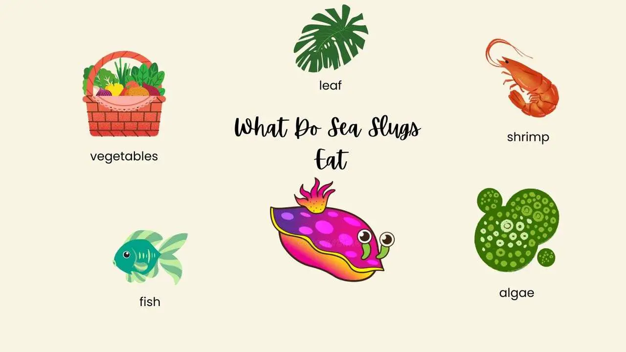 What Do Sea Slugs Eat?