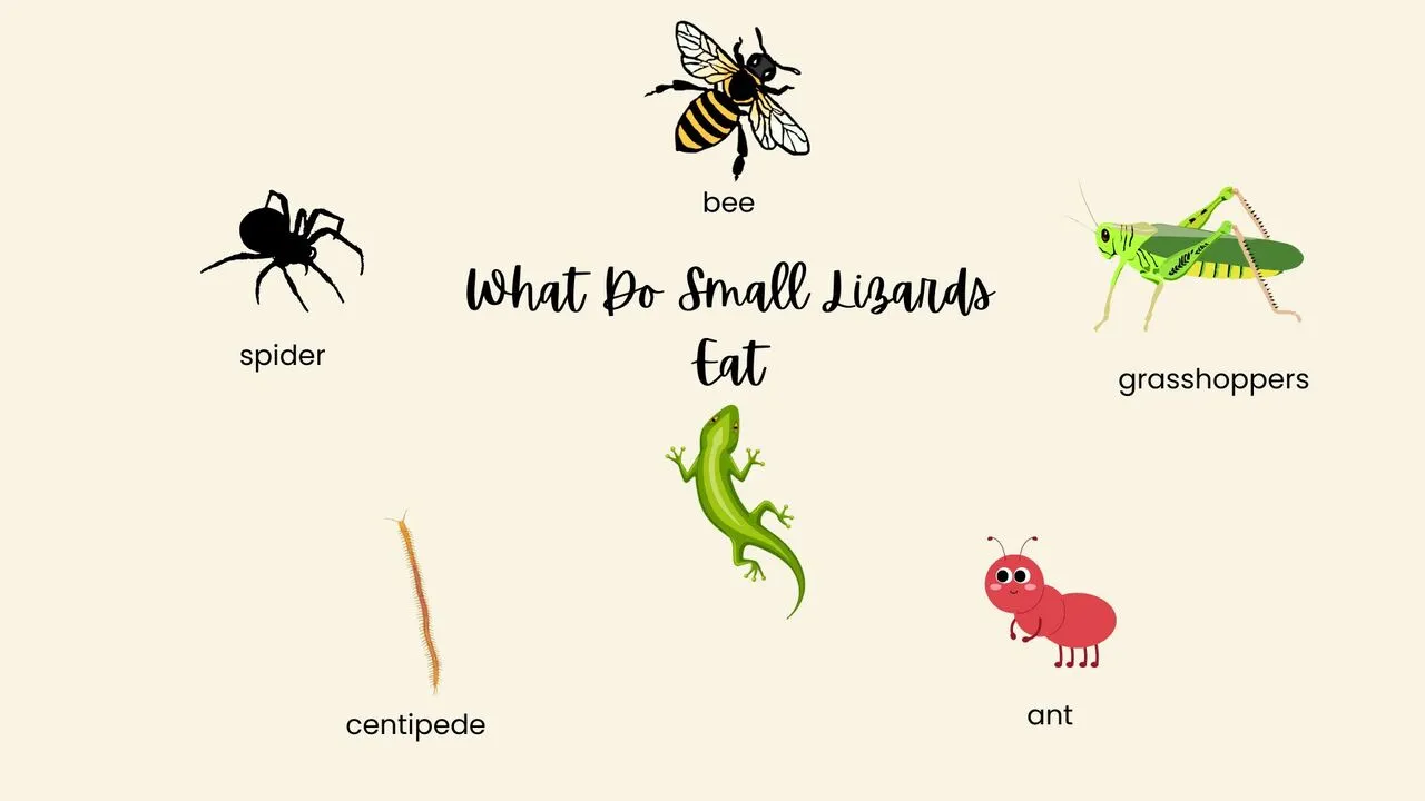 What Do Small Lizards Eat?