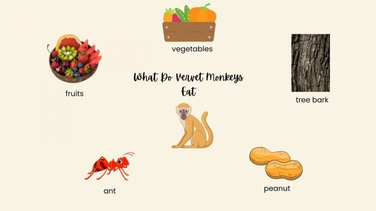 What Do Vervet Monkeys Eat
