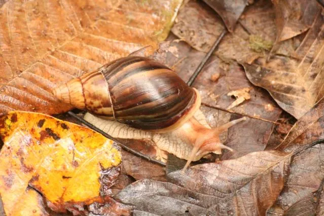 What do giant African land snails eat?