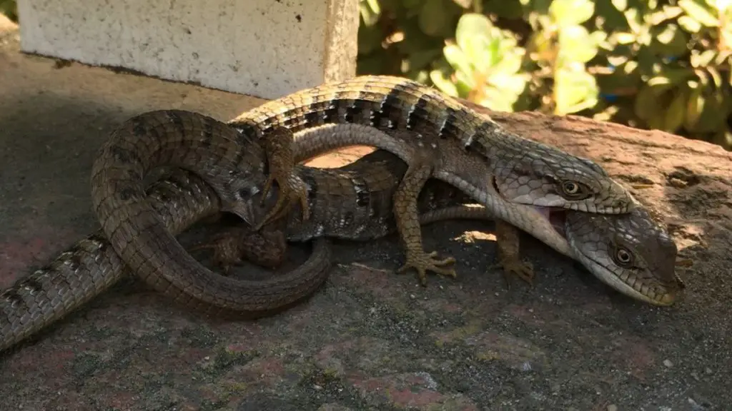 two alligator lizards