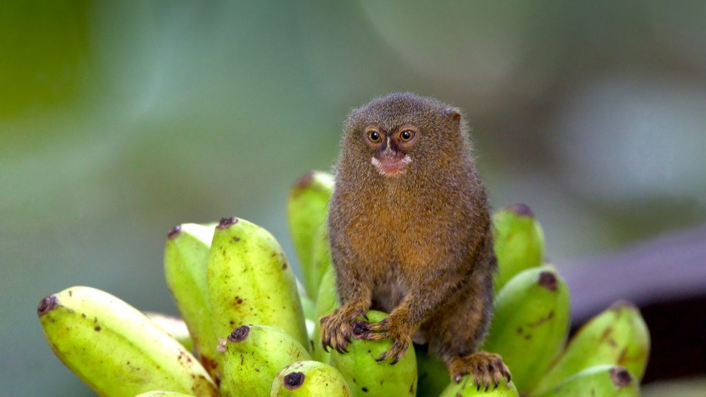 finger monkey eating banana