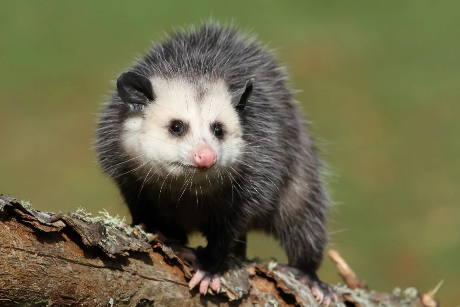 What Do Possums Eat In Winter?