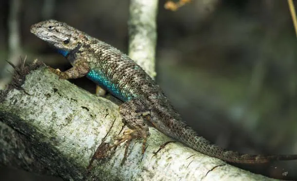 blue belly lizard on tree