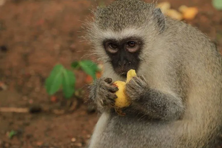 Vervet monkey eating fruit