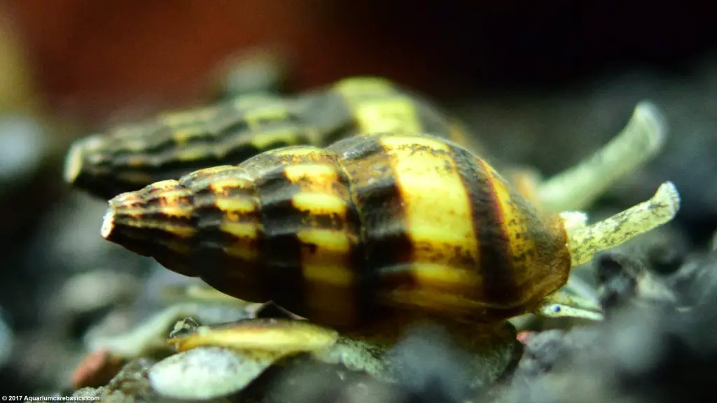 What is the natural habitat of assassin snails?