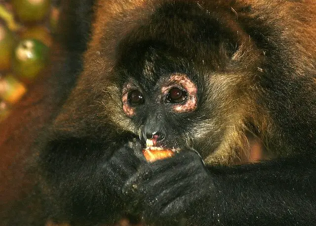 spider monkey eating mango