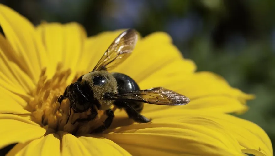 What do male carpenter bees eat?