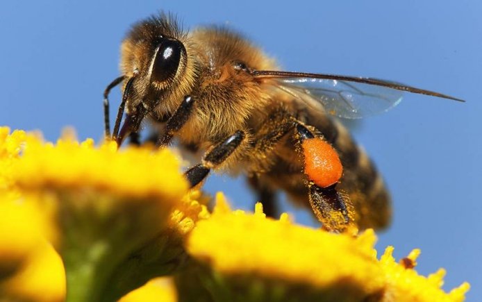 When should I start feeding my bees again?