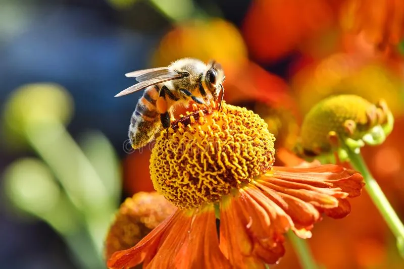 What do honey bees eat in the winter?