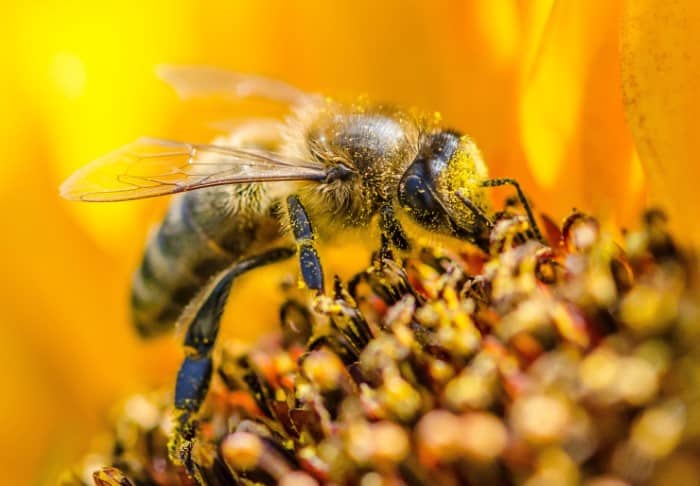 What do honey bees eat in spring?