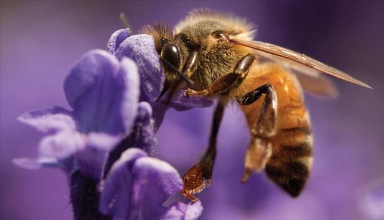 What are ground bees good for?