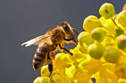 What other types of bees produce honey?