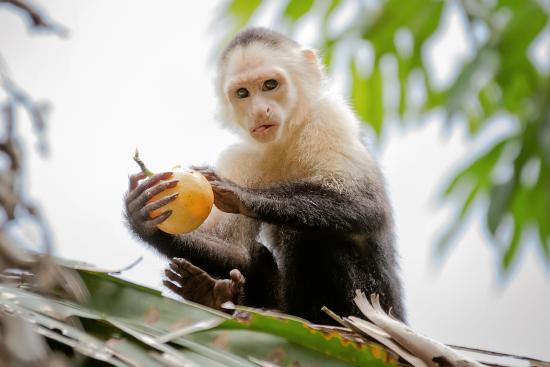 capuchin monkeys eating fruit