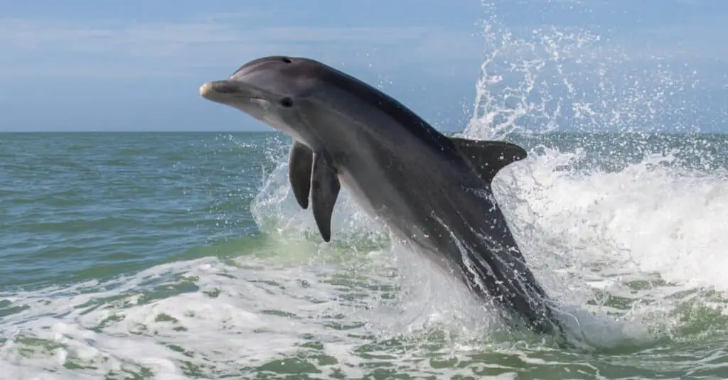 What is the lifespan of a spotted dolphin?