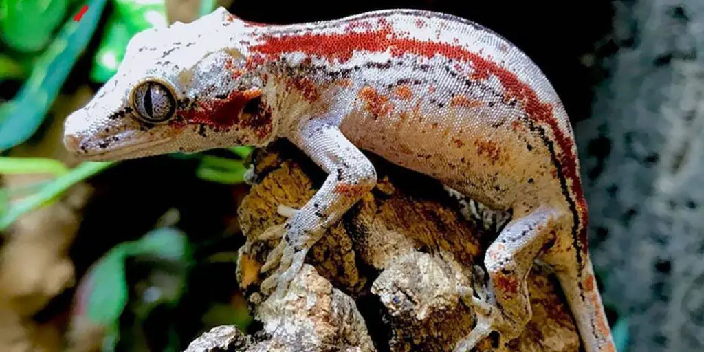 What insects do gargoyle geckos eat?