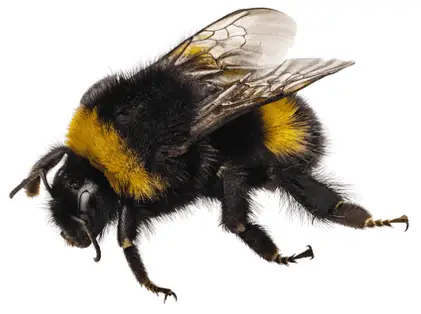 Do wood bees eat honey?