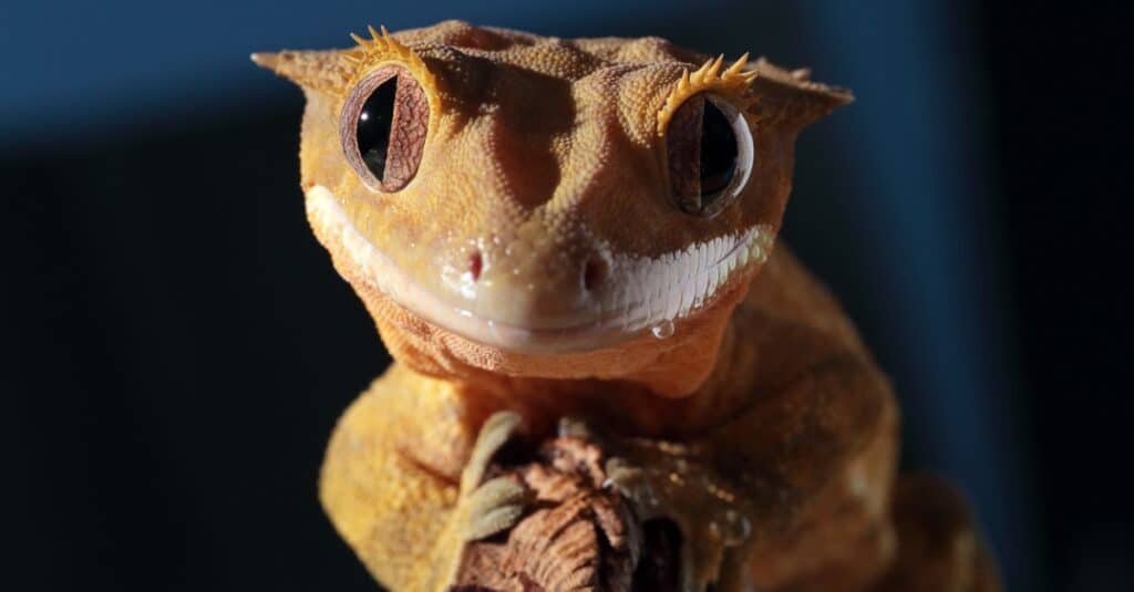 What do crested geckos eat in the wild?