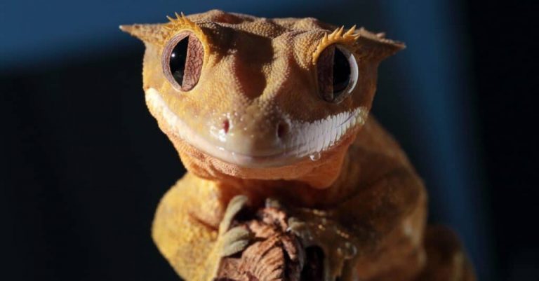 what do crested geckos eat