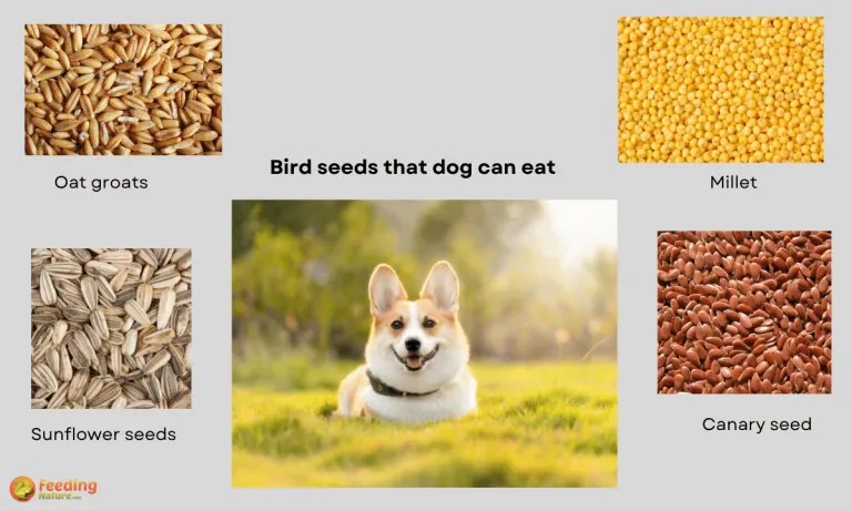 can dogs eat bird seed 3
