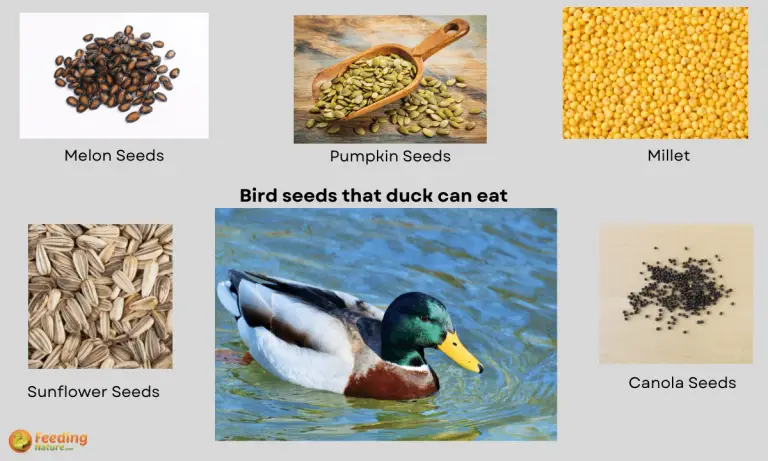 can ducks eat bird seed