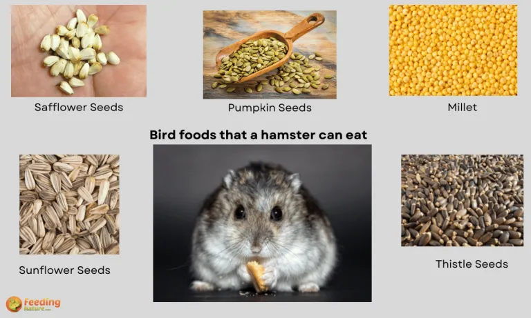 can hamsters eat bird food