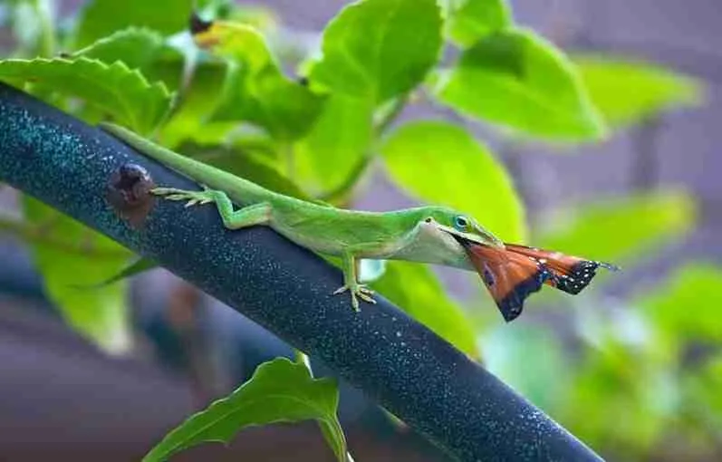 green lizard on leaves