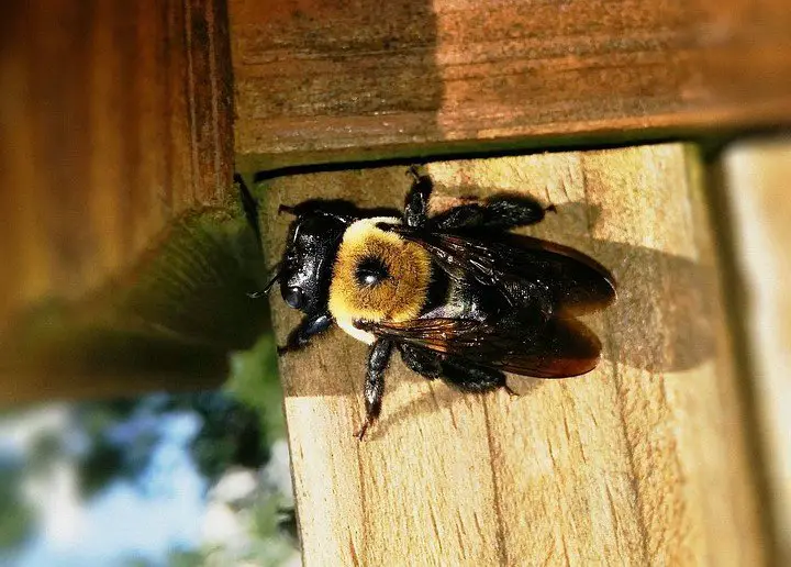 How can I tell if I have a wood bee infestation?