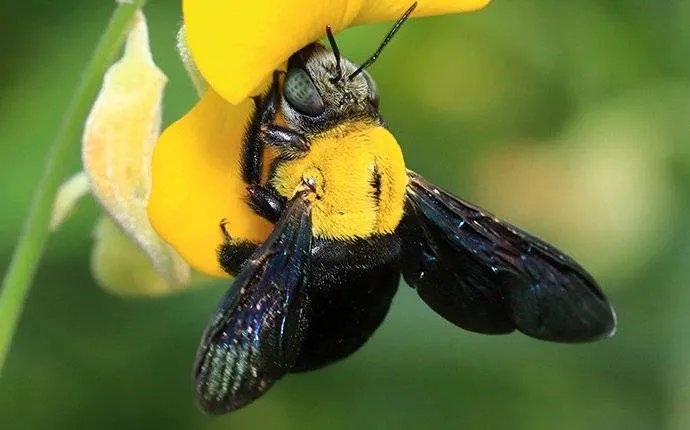 What should I do if I see a Carpenter Bee?