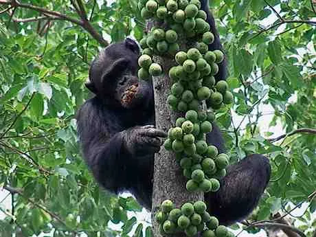 Howler monkeys eating fruit in the amazon rainforest