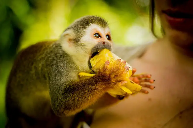 Squirrel Monkey eating fruit