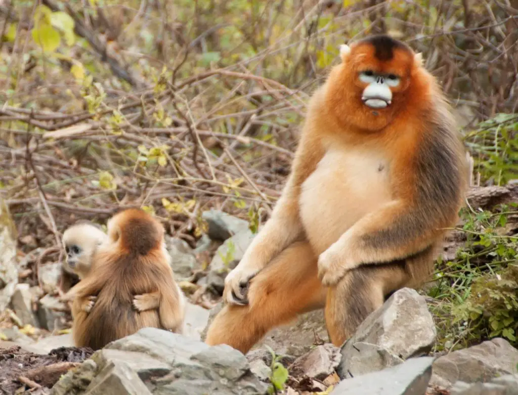 golden monkey with baby monkeys