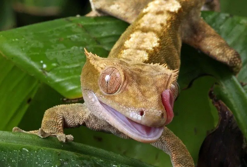 Do house geckos eat vegetables?