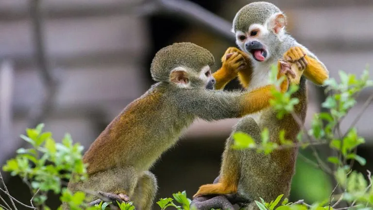 What Do Squirrel Monkeys Eat