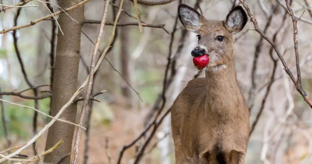 Do deer eat apples?
