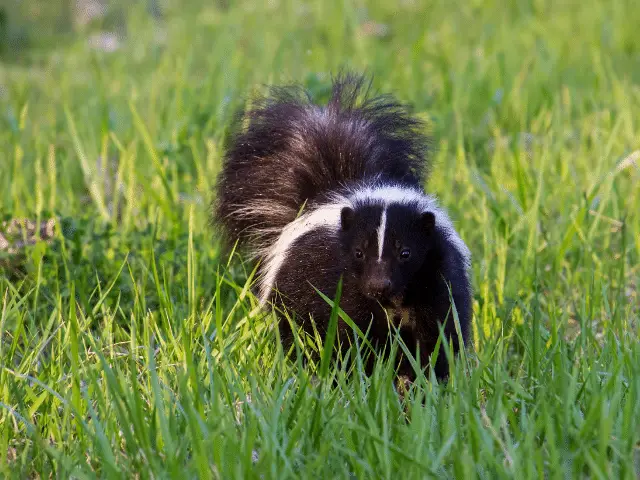 do skunks eat bird seed
