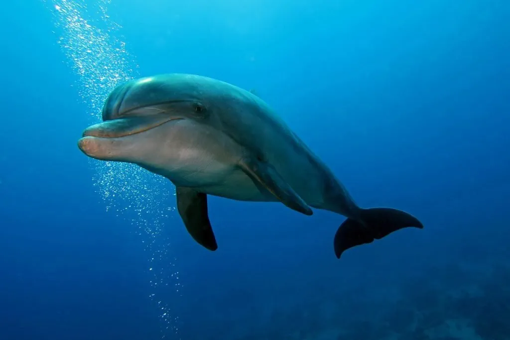 How big is a dusky dolphin?
