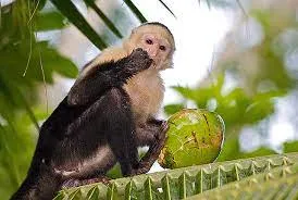 what do capuchin monkeys eat