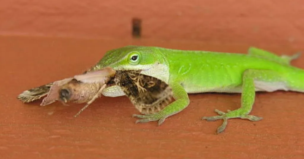 green anole lizard eat insect