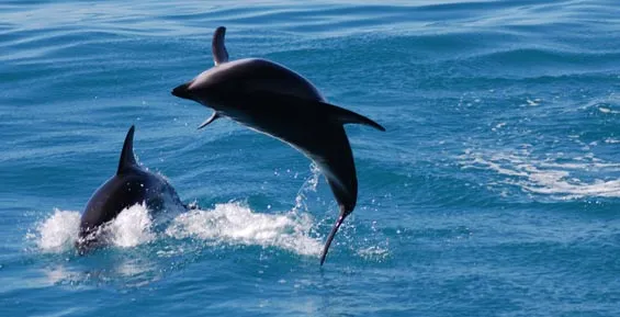 What can we do to help protect dusky dolphins?