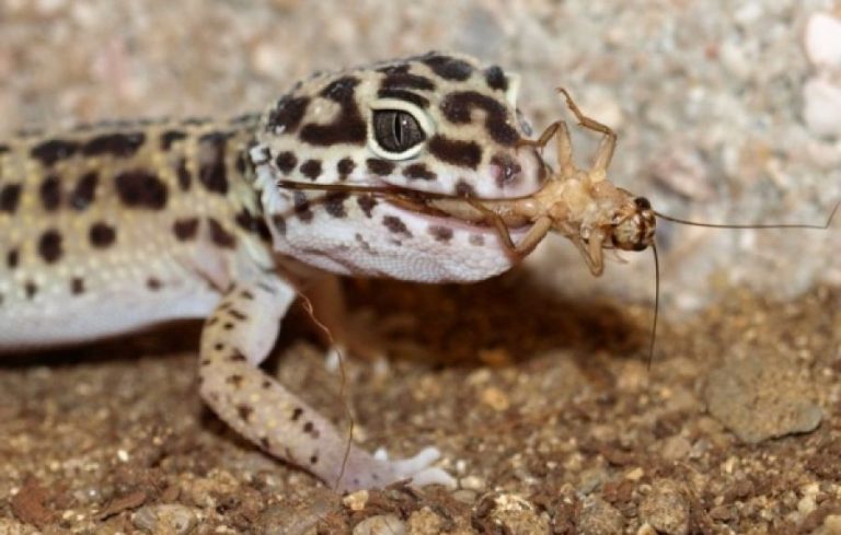 what do wild geckos eat