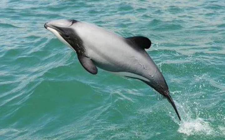 How can you help protect hector dolphins?