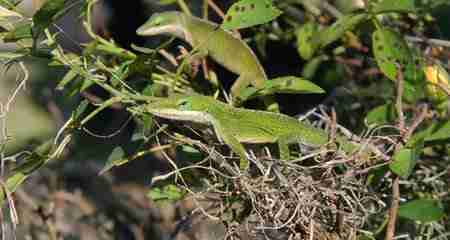 two green anole lizards on tree