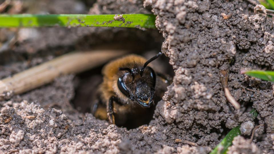 Large bees that live in the ground