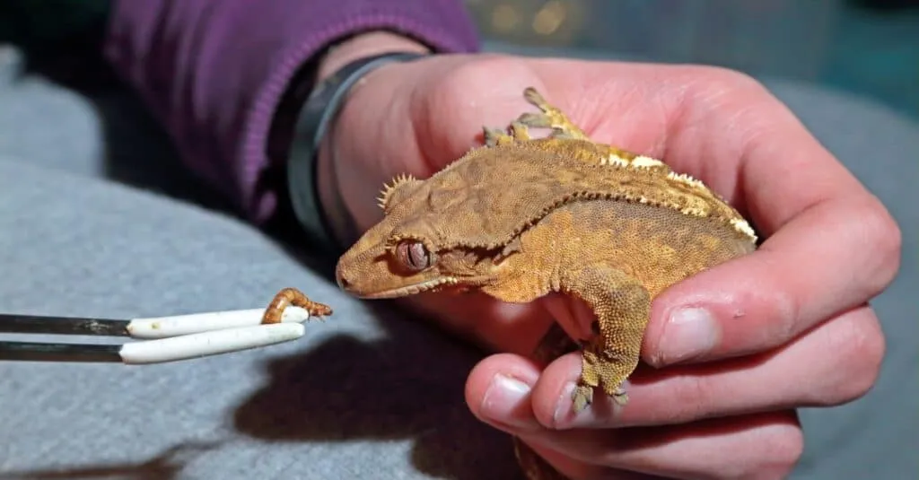 What should I not feed my crested gecko?